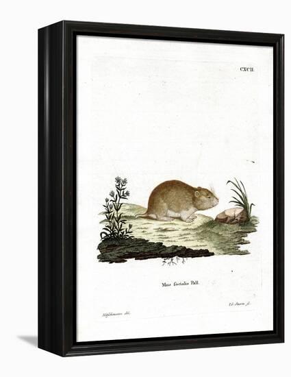 Social Vole-null-Framed Premier Image Canvas