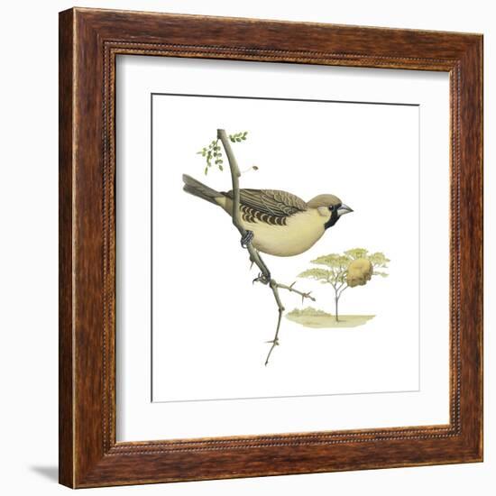 Social Weaver (Philetairus Socius), Birds-Encyclopaedia Britannica-Framed Art Print