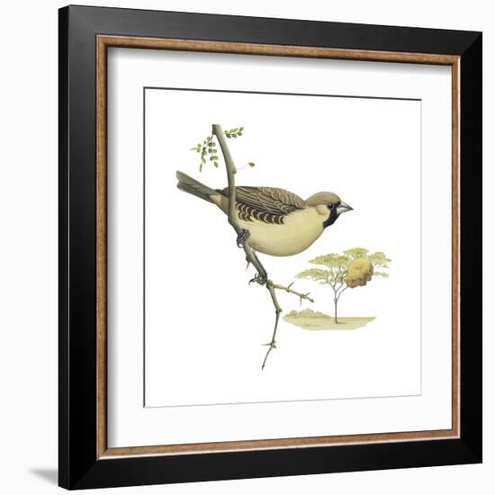 Social Weaver (Philetairus Socius), Birds-Encyclopaedia Britannica-Framed Art Print