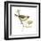 Social Weaver (Philetairus Socius), Birds-Encyclopaedia Britannica-Framed Art Print