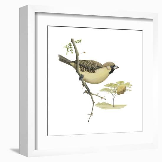 Social Weaver (Philetairus Socius), Birds-Encyclopaedia Britannica-Framed Art Print