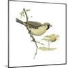 Social Weaver (Philetairus Socius), Birds-Encyclopaedia Britannica-Mounted Art Print