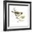 Social Weaver (Philetairus Socius), Birds-Encyclopaedia Britannica-Framed Art Print