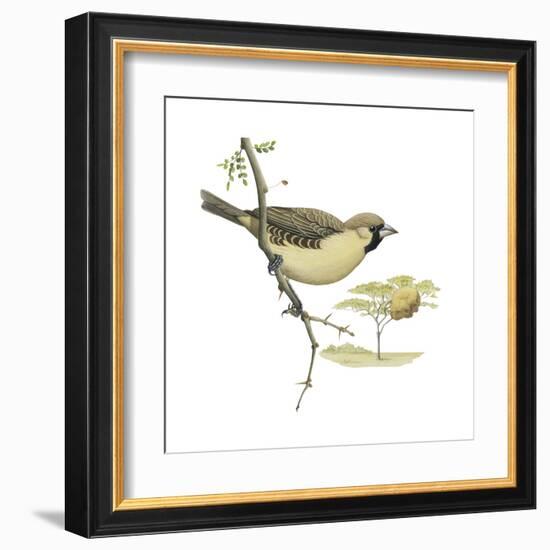 Social Weaver (Philetairus Socius), Birds-Encyclopaedia Britannica-Framed Art Print