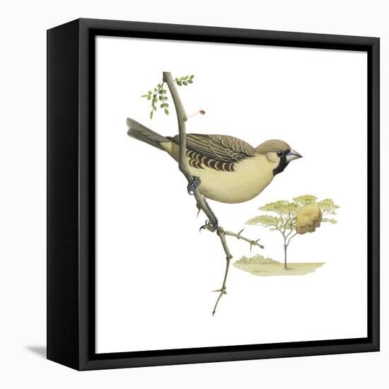 Social Weaver (Philetairus Socius), Birds-Encyclopaedia Britannica-Framed Stretched Canvas