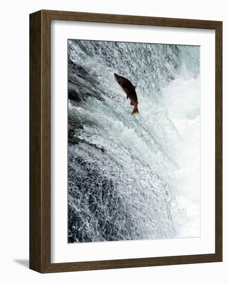 Sockeye Salmon Attempting to Jump the Falls, Brooks Camp, Katmai National Park, Alaska, USA-null-Framed Photographic Print