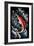 Sockeye Salmon - Scratchboard-Lantern Press-Framed Art Print