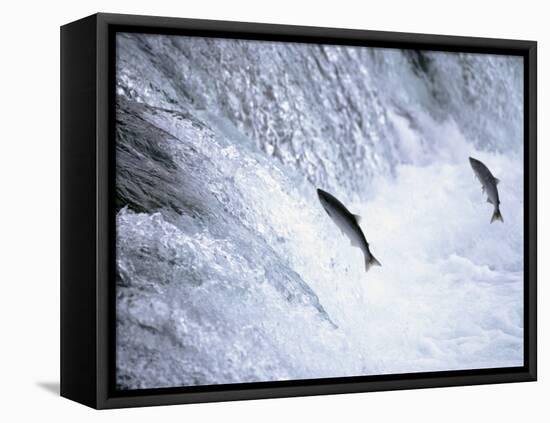 Sockeye Salmon Spawning, Katmai National Park, AK-Stuart Westmorland-Framed Premier Image Canvas