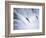 Sockeye Salmon Spawning, Katmai National Park, AK-Stuart Westmorland-Framed Photographic Print