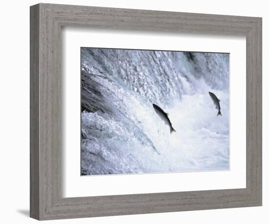 Sockeye Salmon Spawning, Katmai National Park, AK-Stuart Westmorland-Framed Photographic Print