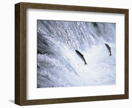 Sockeye Salmon Spawning, Katmai National Park, AK-Stuart Westmorland-Framed Photographic Print