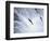 Sockeye Salmon Spawning, Katmai National Park, AK-Stuart Westmorland-Framed Photographic Print