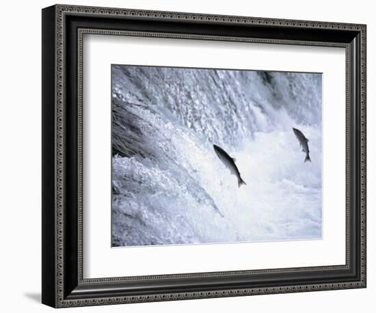 Sockeye Salmon Spawning, Katmai National Park, AK-Stuart Westmorland-Framed Photographic Print