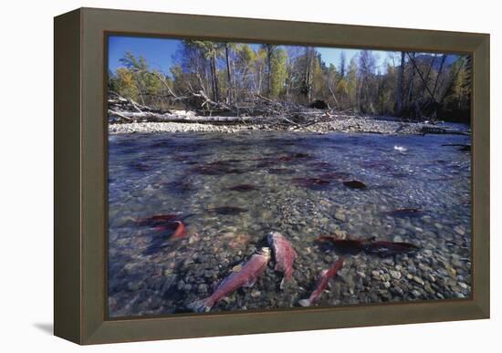 Sockeye Salmon Spawning-David Nunuk-Framed Premier Image Canvas