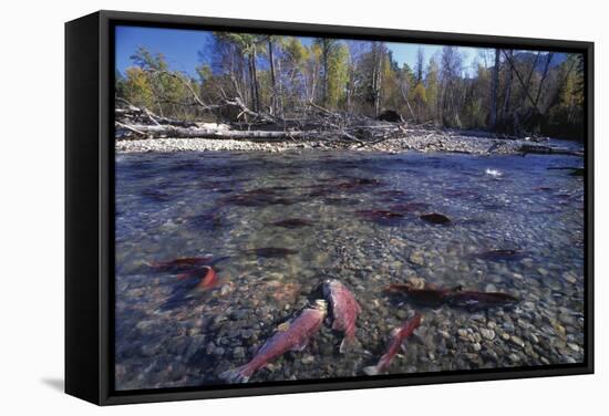 Sockeye Salmon Spawning-David Nunuk-Framed Premier Image Canvas