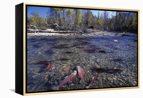 Sockeye Salmon Spawning-David Nunuk-Framed Premier Image Canvas