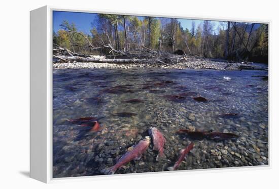 Sockeye Salmon Spawning-David Nunuk-Framed Premier Image Canvas