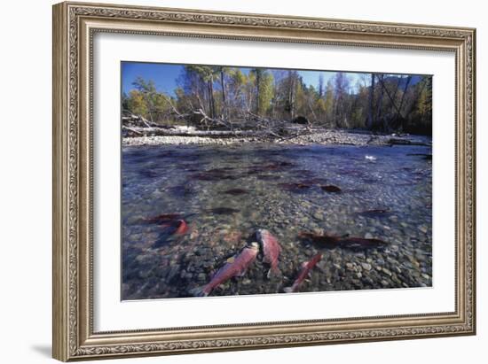 Sockeye Salmon Spawning-David Nunuk-Framed Photographic Print