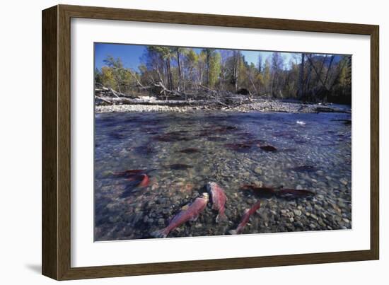 Sockeye Salmon Spawning-David Nunuk-Framed Photographic Print