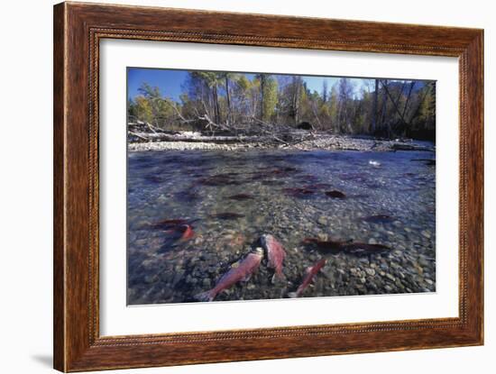 Sockeye Salmon Spawning-David Nunuk-Framed Photographic Print