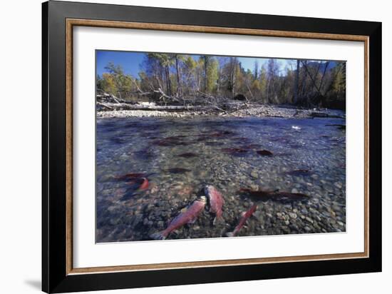 Sockeye Salmon Spawning-David Nunuk-Framed Photographic Print