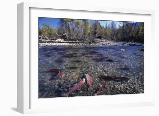 Sockeye Salmon Spawning-David Nunuk-Framed Photographic Print