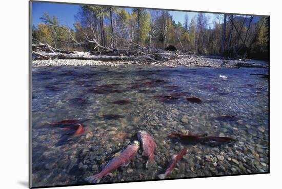 Sockeye Salmon Spawning-David Nunuk-Mounted Photographic Print