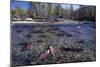 Sockeye Salmon Spawning-David Nunuk-Mounted Photographic Print