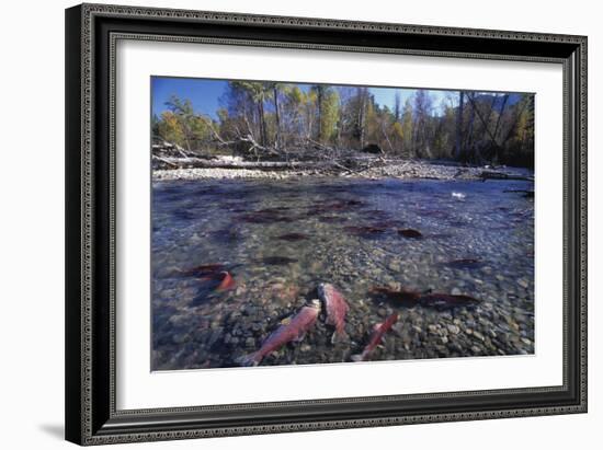 Sockeye Salmon Spawning-David Nunuk-Framed Photographic Print
