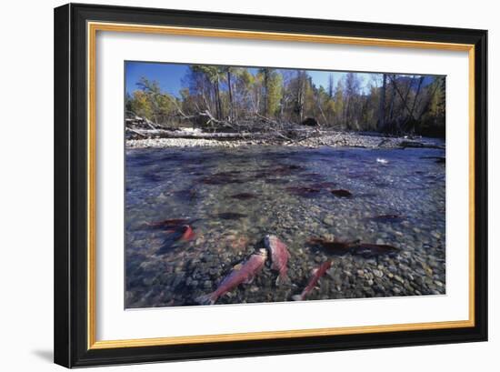 Sockeye Salmon Spawning-David Nunuk-Framed Photographic Print