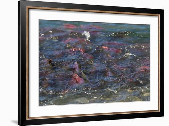 Sockeye Salmon-Lynn M^ Stone-Framed Photographic Print