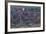 Sockeye Salmon-Lynn M^ Stone-Framed Photographic Print