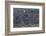 Sockeye Salmon-Lynn M^ Stone-Framed Photographic Print