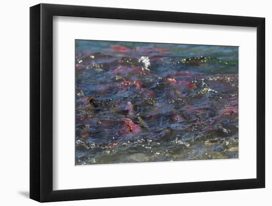 Sockeye Salmon-Lynn M^ Stone-Framed Photographic Print