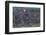 Sockeye Salmon-Lynn M^ Stone-Framed Photographic Print