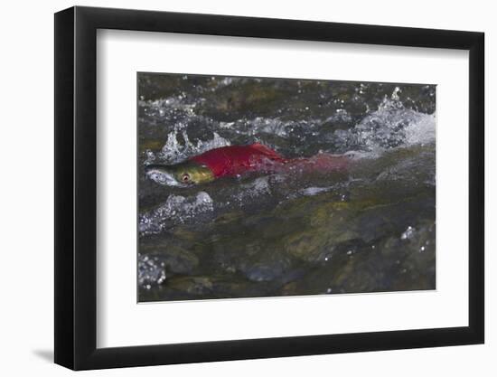 Sockeye Salmon-Lynn M^ Stone-Framed Photographic Print