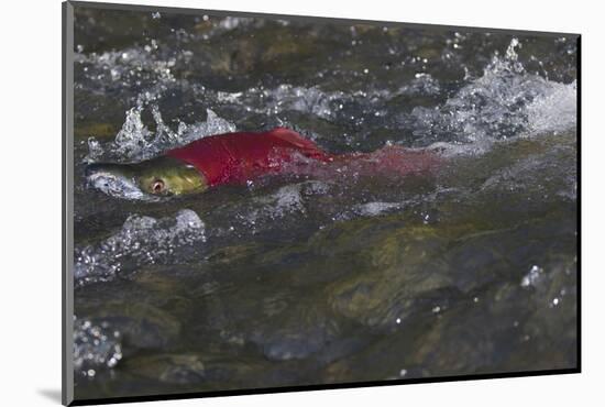 Sockeye Salmon-Lynn M^ Stone-Mounted Photographic Print