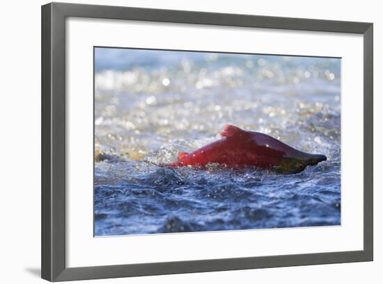 Sockeye Salmon-Lynn M^ Stone-Framed Photographic Print