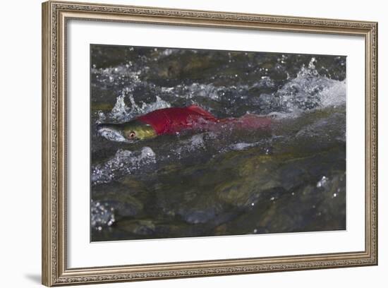 Sockeye Salmon-Lynn M^ Stone-Framed Photographic Print