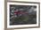 Sockeye Salmon-Lynn M^ Stone-Framed Photographic Print