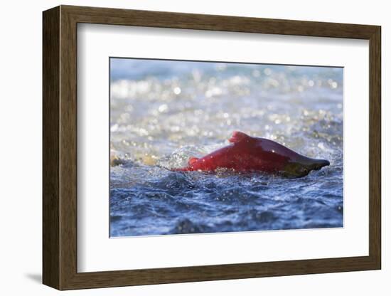 Sockeye Salmon-Lynn M^ Stone-Framed Photographic Print