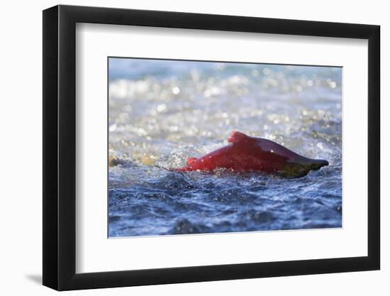 Sockeye Salmon-Lynn M^ Stone-Framed Photographic Print