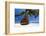 Sofa Hanging on a Tree on the Beach, Maldives, Indian Ocean-Sakis Papadopoulos-Framed Photographic Print