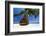 Sofa Hanging on a Tree on the Beach, Maldives, Indian Ocean-Sakis Papadopoulos-Framed Photographic Print