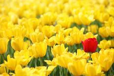 Yellow Tulips and One Red-Sofiaworld-Photographic Print