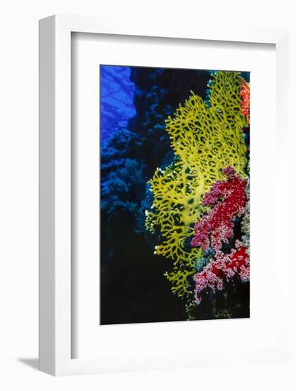 Soft and Hard Corals at Abu Basala, Red Sea, Egypt-Ali Kabas-Framed Photographic Print