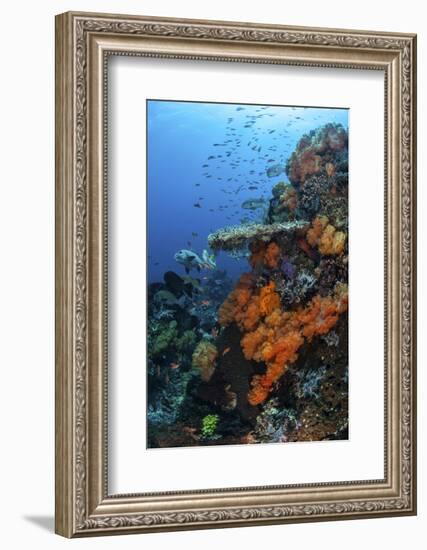 Soft and Hard Corals Grow on a Healthy Reef in Indonesia-Stocktrek Images-Framed Photographic Print