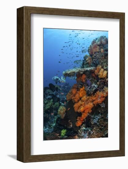 Soft and Hard Corals Grow on a Healthy Reef in Indonesia-Stocktrek Images-Framed Photographic Print