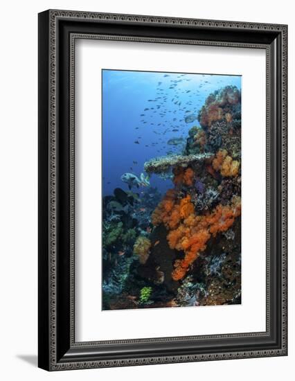 Soft and Hard Corals Grow on a Healthy Reef in Indonesia-Stocktrek Images-Framed Photographic Print