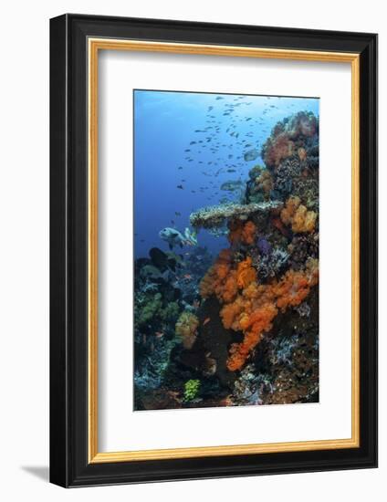 Soft and Hard Corals Grow on a Healthy Reef in Indonesia-Stocktrek Images-Framed Photographic Print